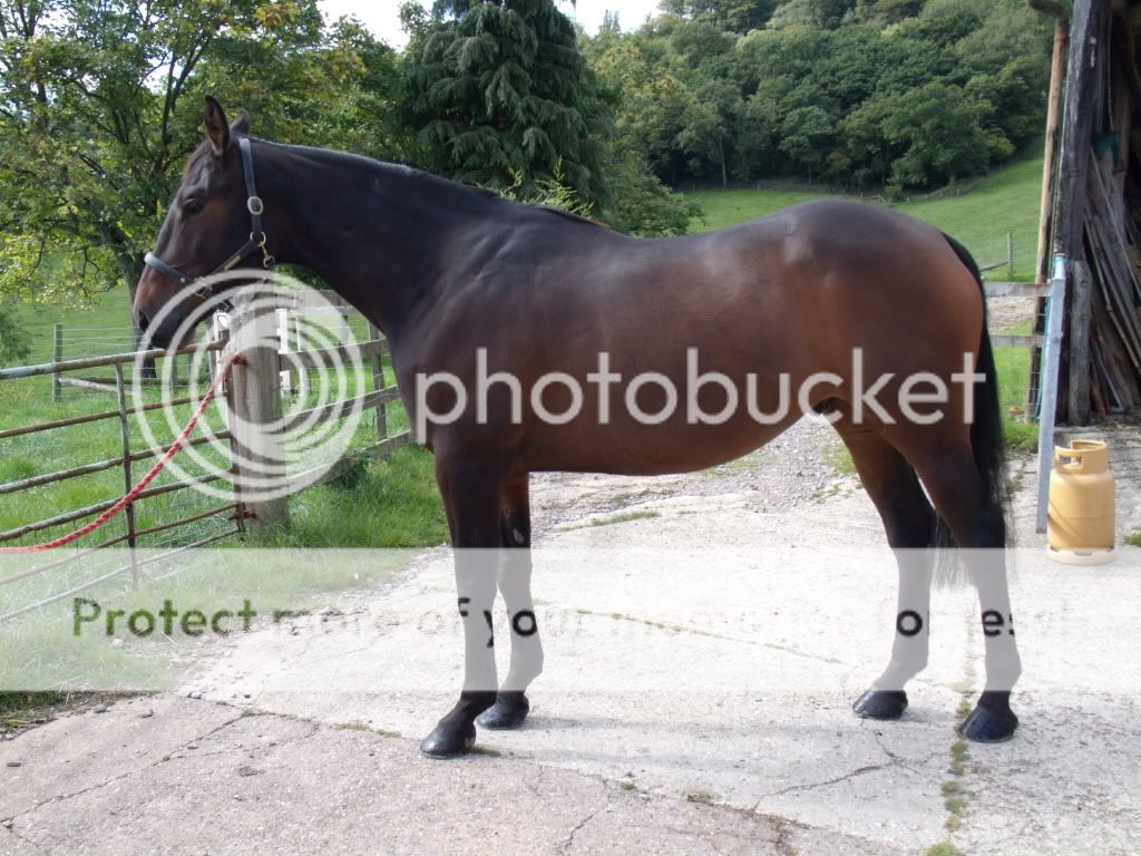 is this horse suitable