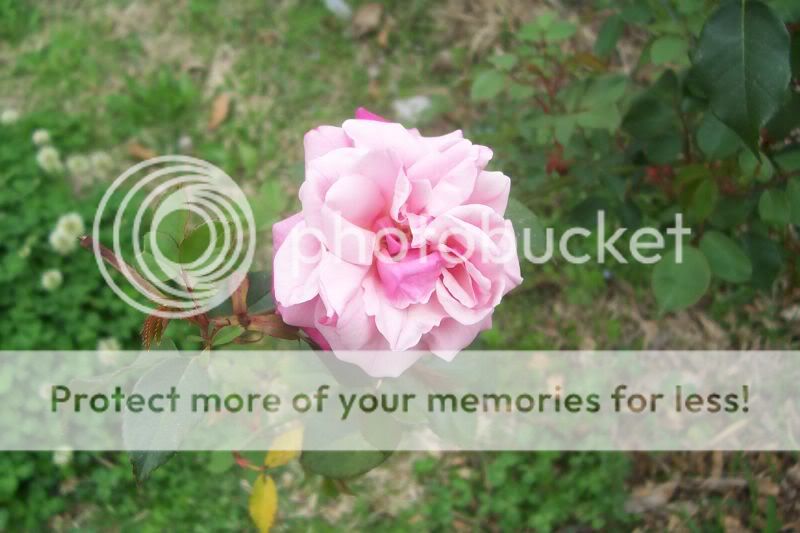 Archduke Charles bloom 03-24-10