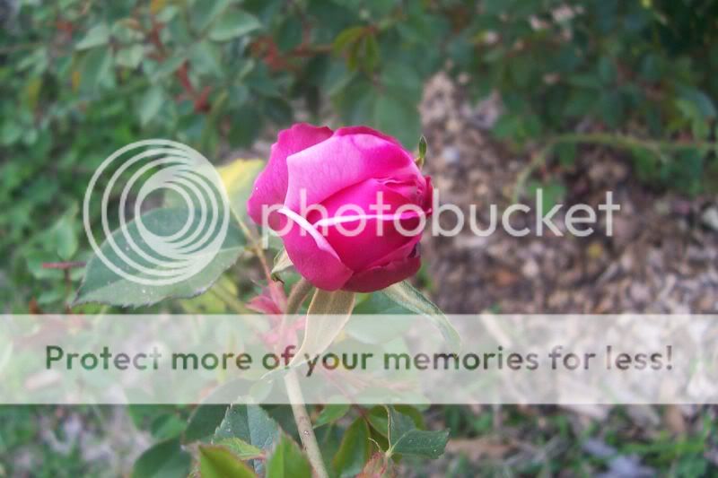 Archduke Charles bud 03-24-10