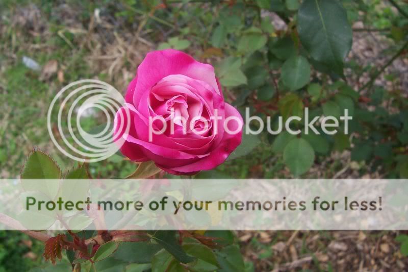 Archduke Charles bud (2) 03-24-10