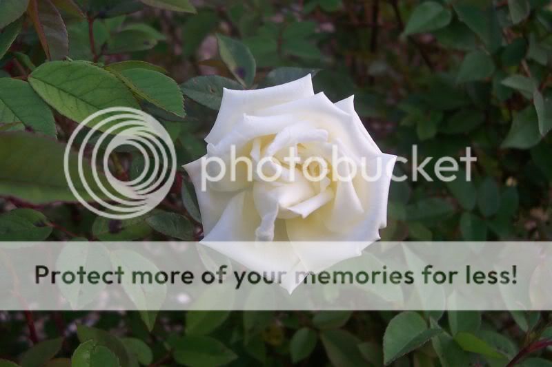 Ducher bloom (2) 03-24-10