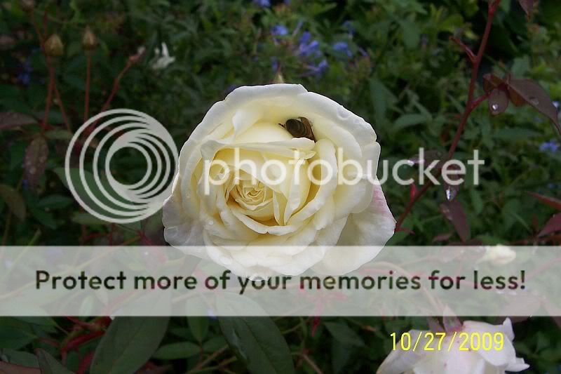 Ducher with bee 10-27-09