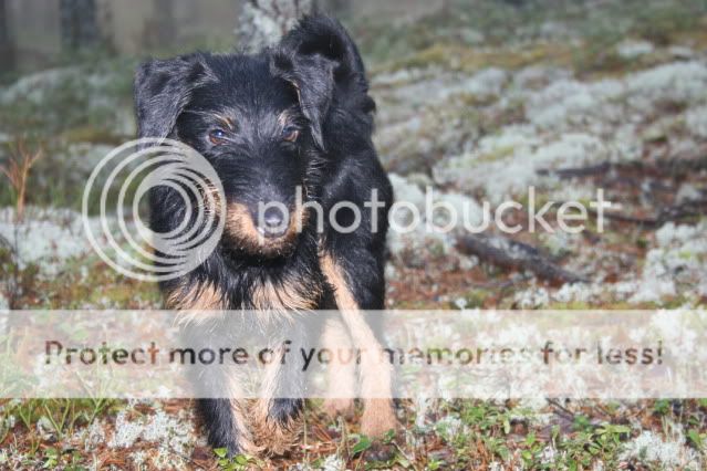 Tysk Jaktterrier, Kison