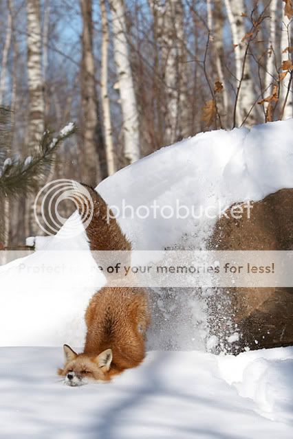 En del biter i gräset andra i snön!