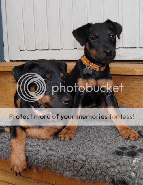 Husses Torebror & Piraya