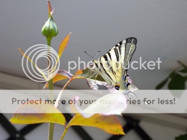 resized_1.jpg