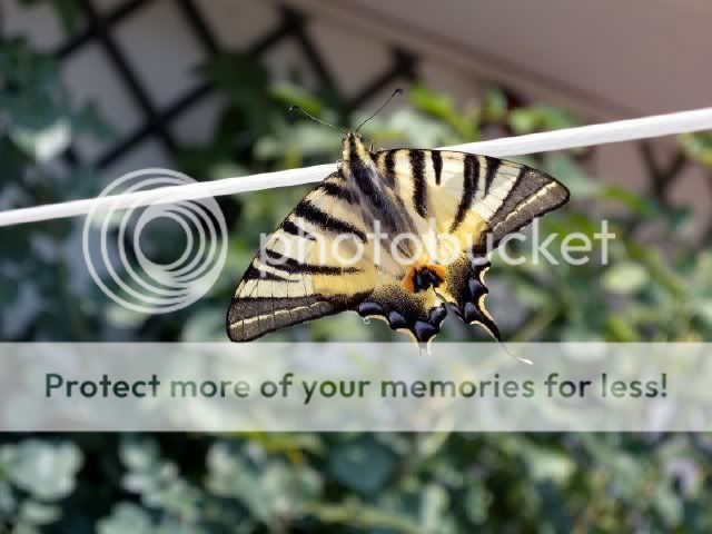 resized_3.jpg