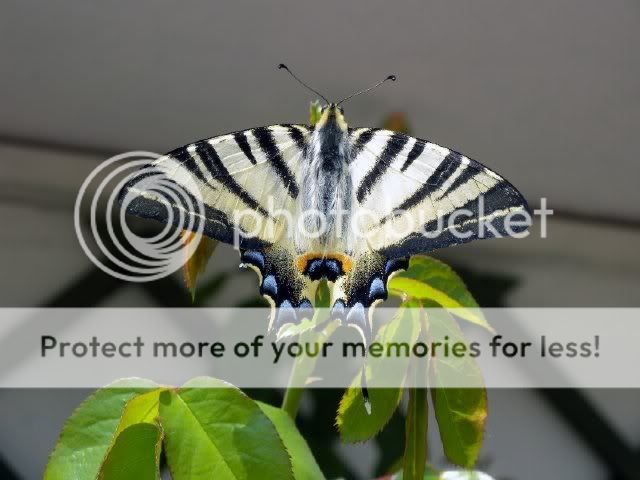 resized_4.jpg