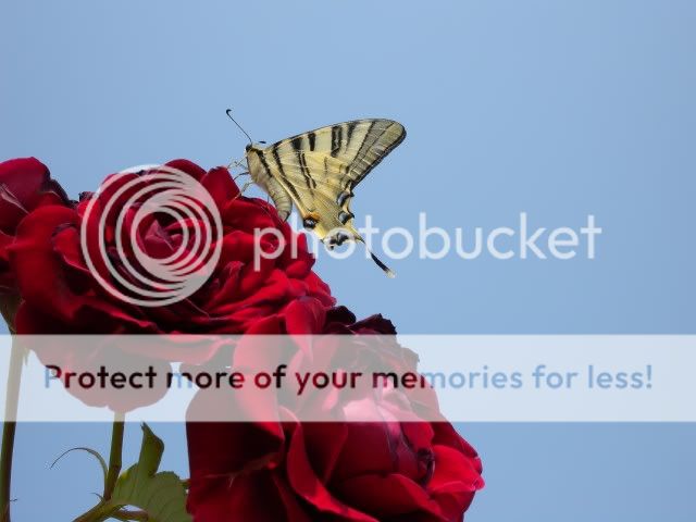 resized_fotonikon323.jpg