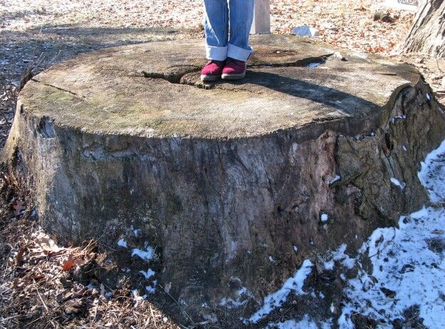 really big stump, old north cemetery, main mahl mather, hartford