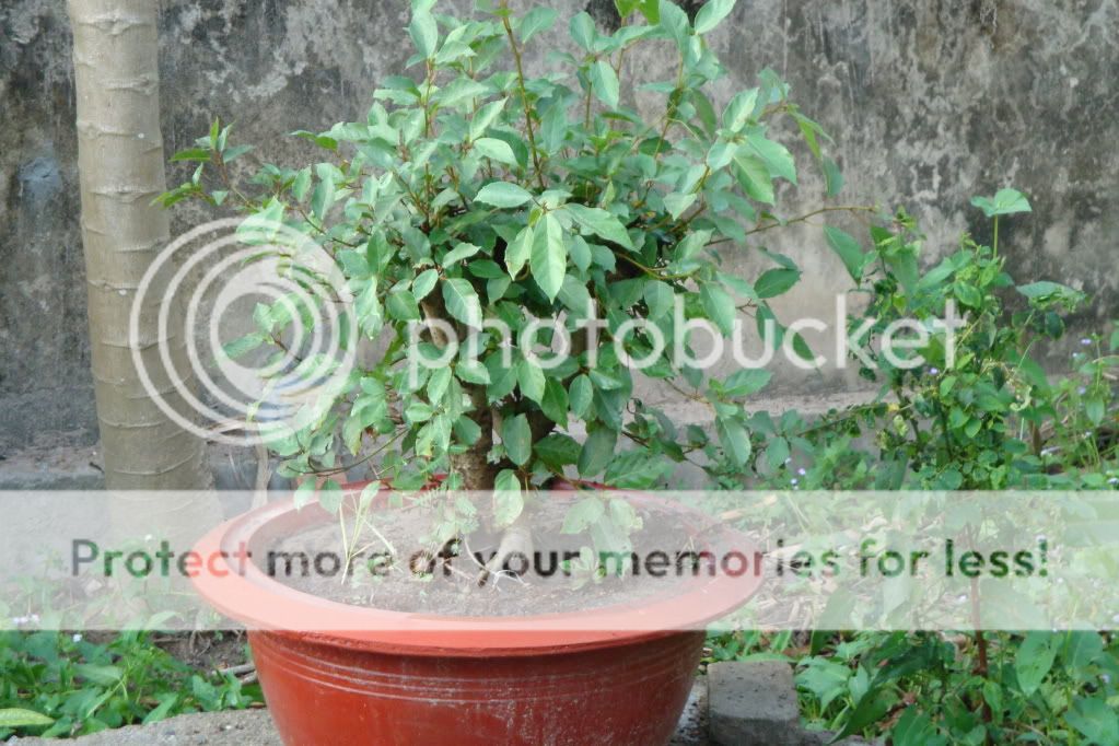 Giúp tạo giáng cây Sung!