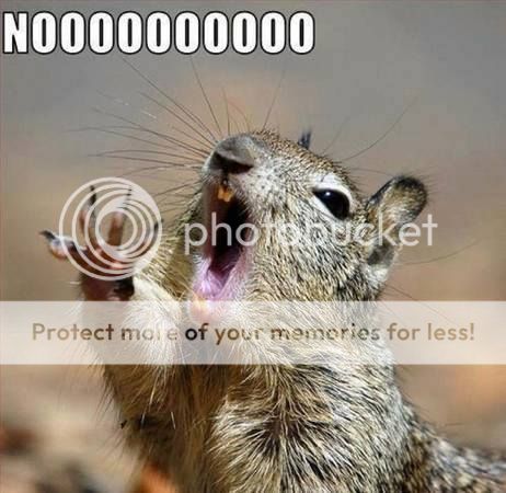 How Do You Keep Squirrels From Gobbling All The Seed In Your Bird