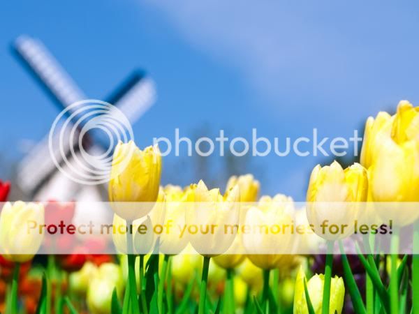 blooming-flowers-30.jpg